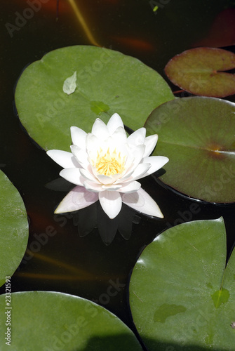 Photo: Lotus, water lily Lotus, water lily