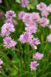 schnittlauch blüte