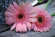 gerbera rose