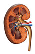 Kidney anatomy