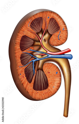 Illustration: Kidney anatomy Kidney anatomy