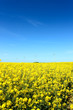 Rape seed field in summer
