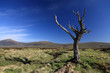 Dead Tree on Rannoch Moor