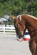 western barrel horse