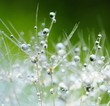canvas print picture - Dandelion seeds with drops
