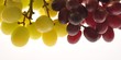 Grape