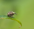 Weevil Cionus hortulanus