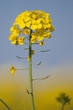 Champ de fleurs de colza oléagineux