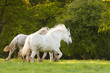 Jument(s) Boulonnaise(s) au galop en pâture