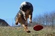 Berger australien en plein saut pour attraper un freesbee Berger australien en plein saut pour attraper un freesbee