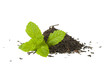 Black tea loose with fresh mint, isolated.... Black tea loose with fresh mint, isolated....
