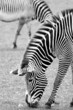 Zebras