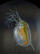 Foto: Wasserfloh Wasserfloh