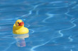 Gelbe Quietscheente im Schwimmbecken