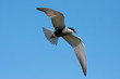 whiskered tern ( Chlidonias hybrida ) in flight