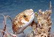 Balloon fish