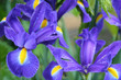 Iris
