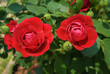 rose rosse