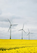 Drei Windräder mit Raps im Vordergrund