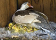 Muscovy (Cairina moschata)