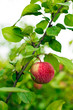 apple tree in overgrown garden