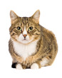 Cat isolated