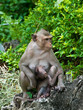 Mom monkey with son monkey