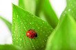 Ladybird sitting on a leaf with drops of water Ladybird sitting on a leaf with drops of water