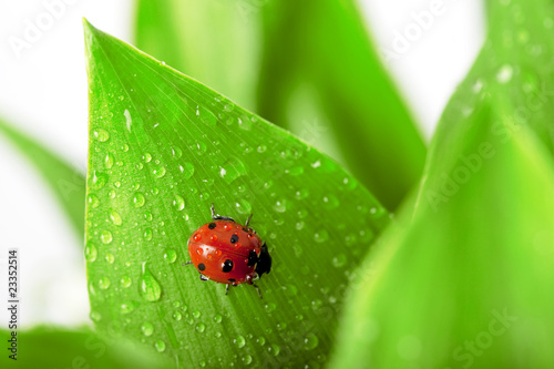 Foto: Ladybird sitting on a leaf with drops of water Ladybird sitting on a leaf with drops of water