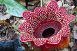 Rafflesia