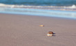 Pebbles on a beach with the southern ocean in the background