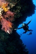 scuba diver on drift dive