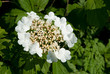 Blütenstand des Gewöhnlichen Schneeballs, Viburnum opulus
