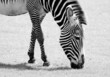 Wild Zebra
