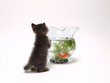 金魚と子猫