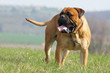 mastiff debout de face