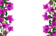 Bougainvillea Background