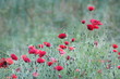 coquelicots