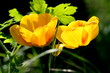tulipe