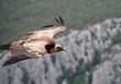 vautour dans les gorges du verdon