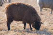 Moutons de prè-salé en Baie de Somme près de Saint-Valery