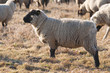 Moutons de prè-salé en Baie de Somme près de Saint-Valery