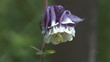HD 1080 close-up shot of beautiful aquilegia flower.