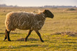 Moutons de prè-salé en Baie de Somme, au Cap Hornu,  près de Sai