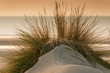 Oyats dans les dunes sur la plage