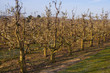 Poiriers en fleurs dans les vergers