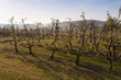 Poiriers en fleurs dans les vergers