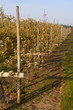 Poiriers en fleurs dans les vergers