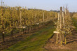 Poiriers en fleurs dans les vergers