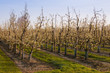 Poiriers en fleurs dans les vergers